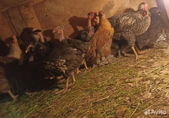 Домашняя птица