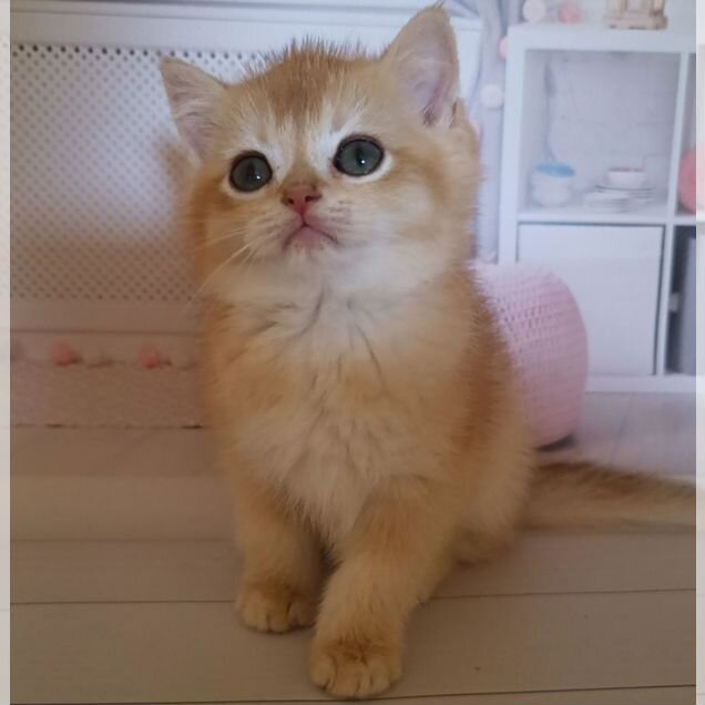 Британский короткошёрстный котёнок
