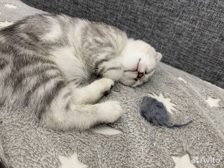 Шотланская вислоухая кошка