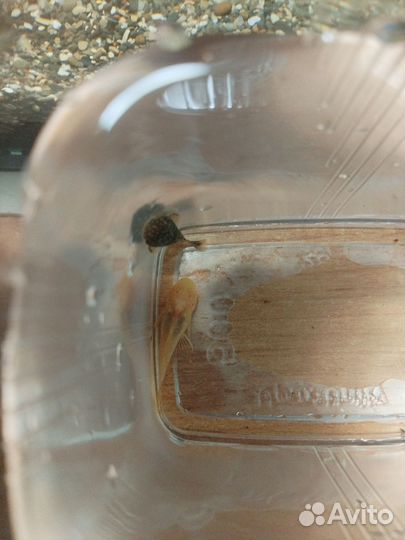 Сомики анциструсы