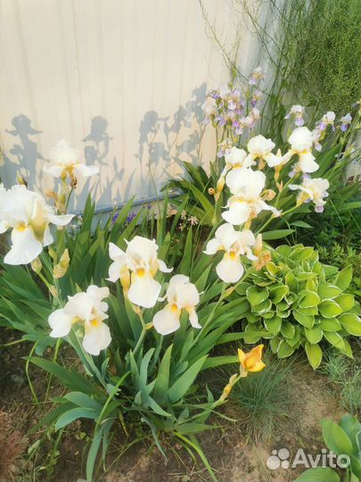 Ирисы бородатые саженцы