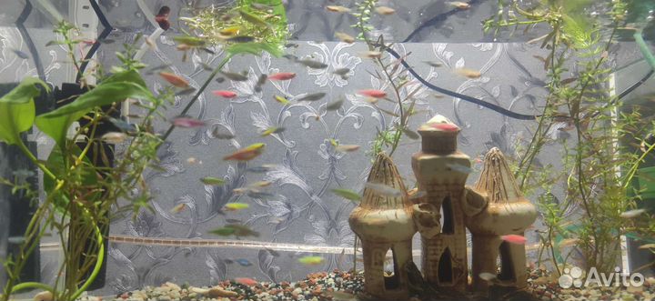 Аквариумные рыбки