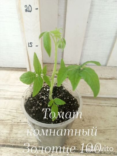 Комнатные цветы растение Томат комнатный Золотце