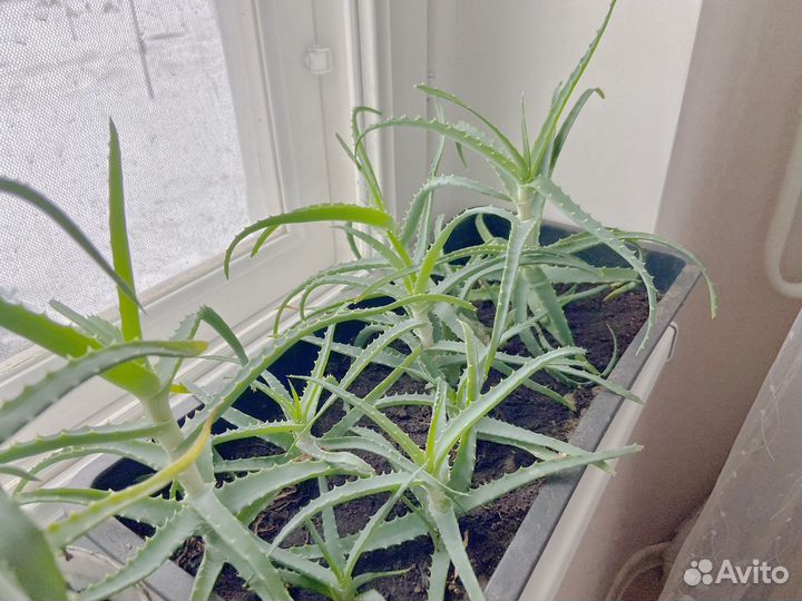 Алоэ вера лечебное. Большие-300, маленькие-100