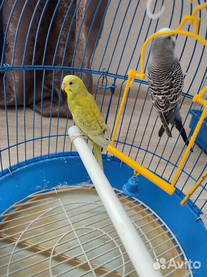 Волнистый попугай