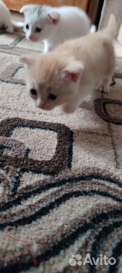 Котята от шотландской мамы
