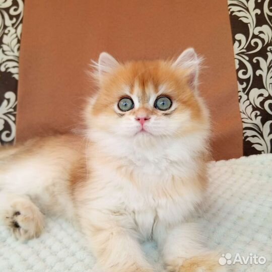 Брит мальчик BLH ny12, Золотая шиншилла