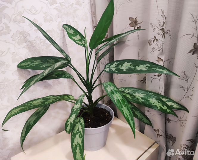 Комнатный цветок, Аглаонема, взрослое растение