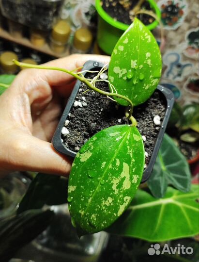 Хойя Акута Сплеш