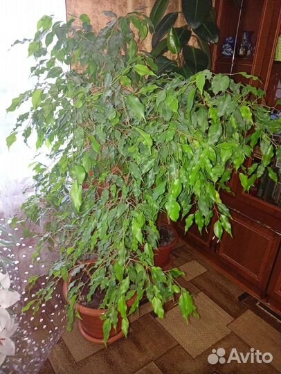 Фикус Бенджамина