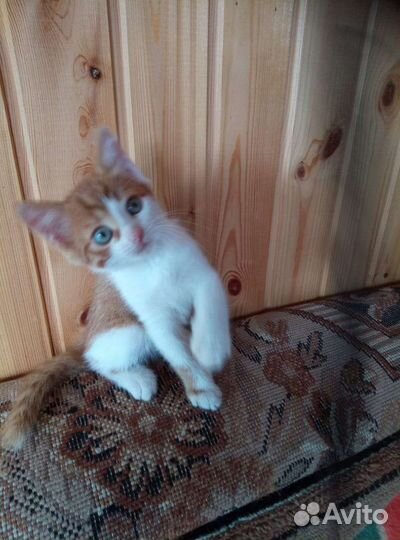 Кошки в добрые руки