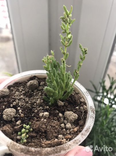 Рипсалис мезембриантемовый