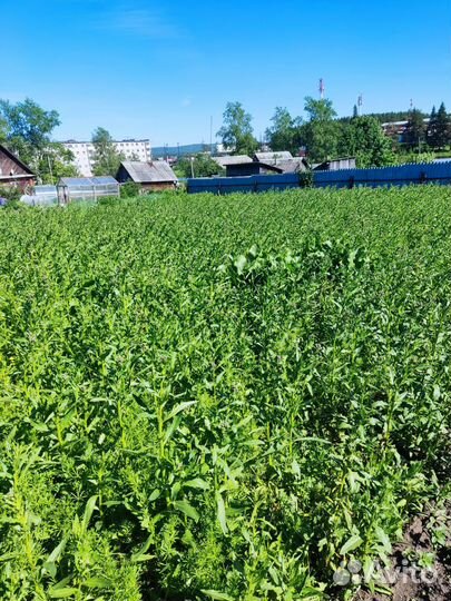 Покос травы триммером, уборка деревьев