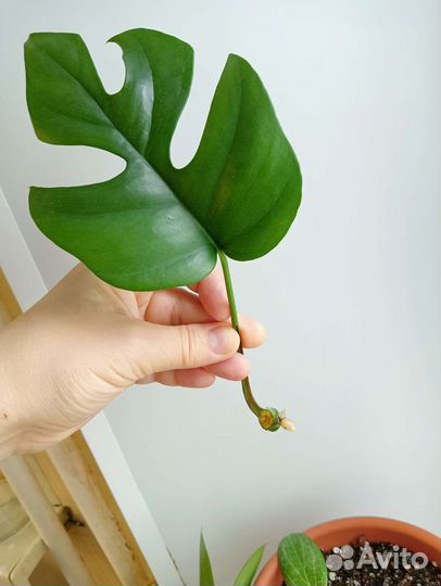 Монстера минима