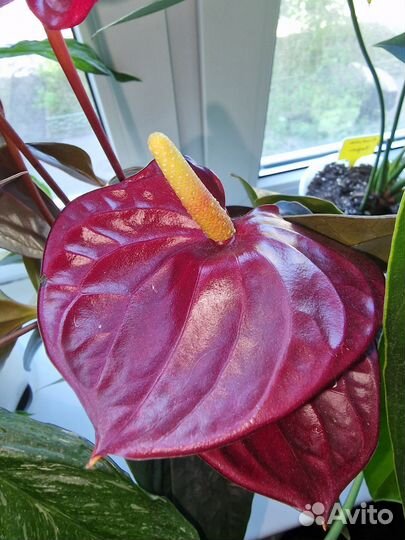 Антуриум Деликата