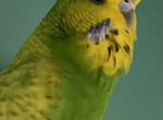 Выставочные волнистые попугаи(чехи), хохлатые