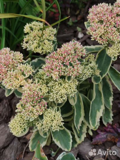 Очиток седум, есть почвопокровные