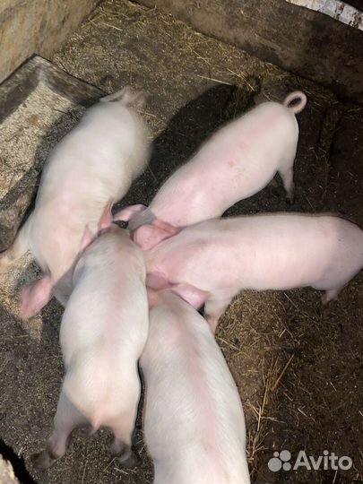 Поросята 1 месяц