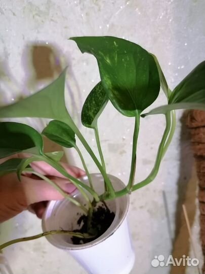 Эпипремнум. Сциндапсус золотистый