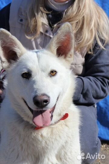 Собака в добрые руки