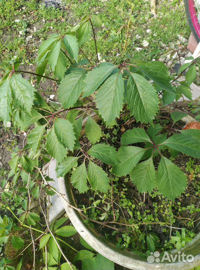 Девичий виноград вичи