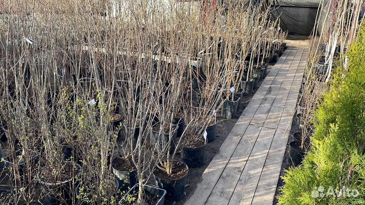 Саженцы виноград Изабелла