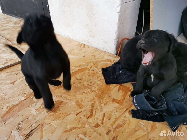 Собака в добрые руки щенок мальчик