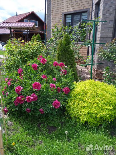 Многолетники для сада