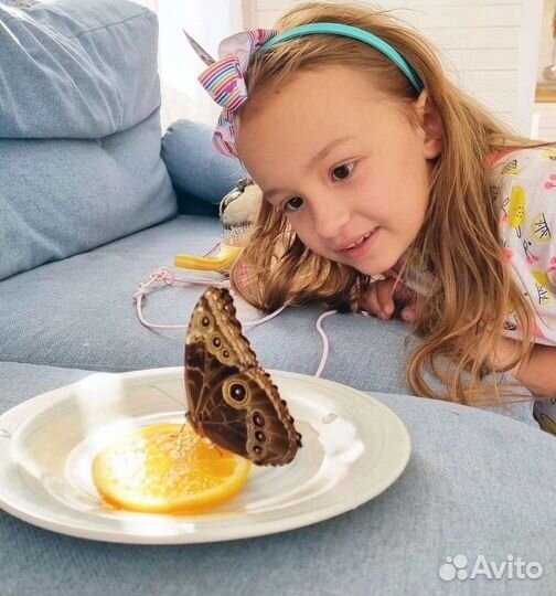 Ферма живых бабочек для детей