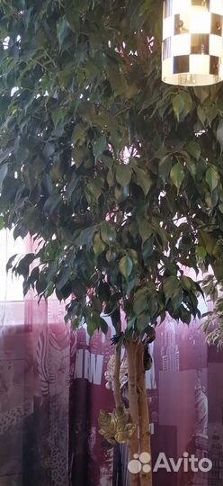 Продам Бенджамина фикус