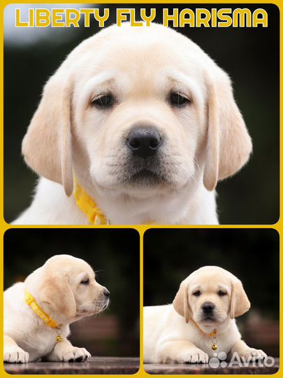 Щенки лабрадора ретривера