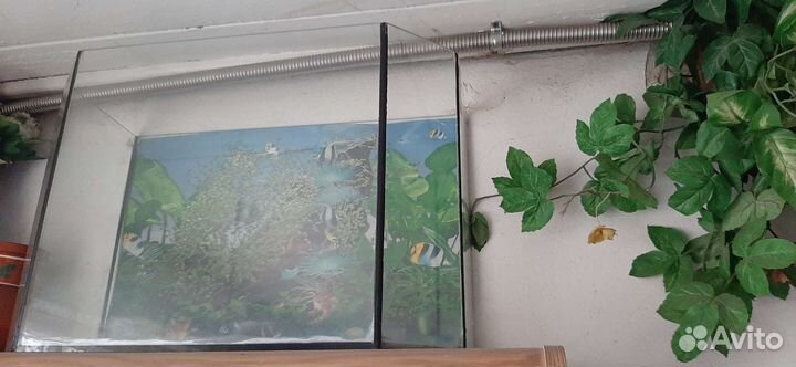 Аквариумные рыбки