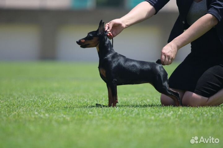Подготовка собак к выставкам