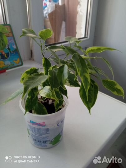 Фикус бенджамина