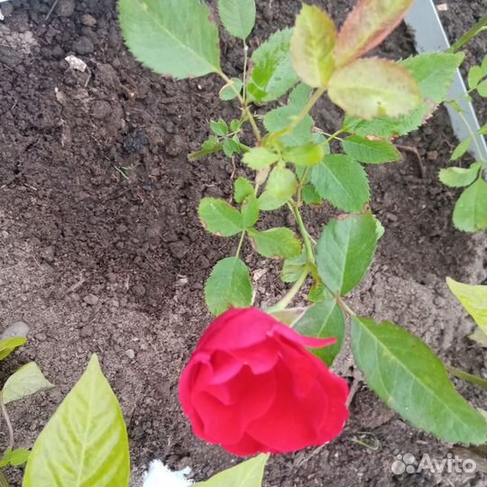 Саженцы роз кустовых