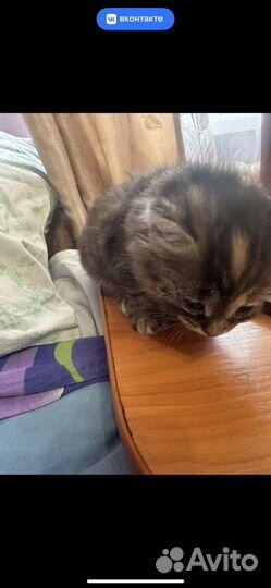 Котята в добрые руки даром