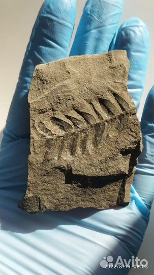 Папоротник окаменелости