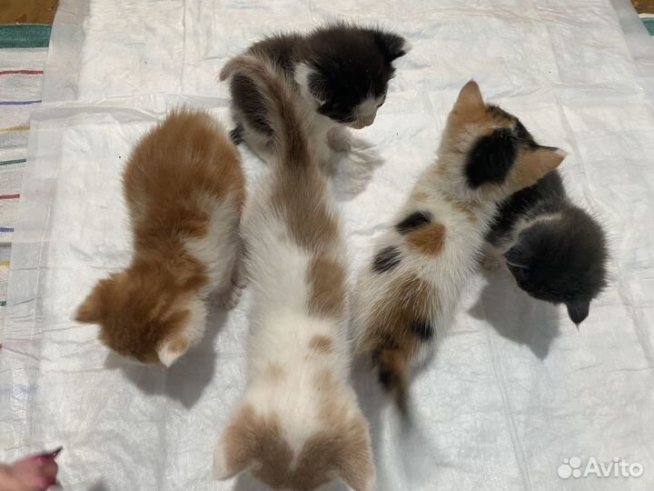 Котята в добрые руки приучены к лотку