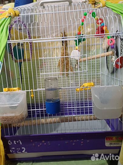 Волнистый попугай с клеткой