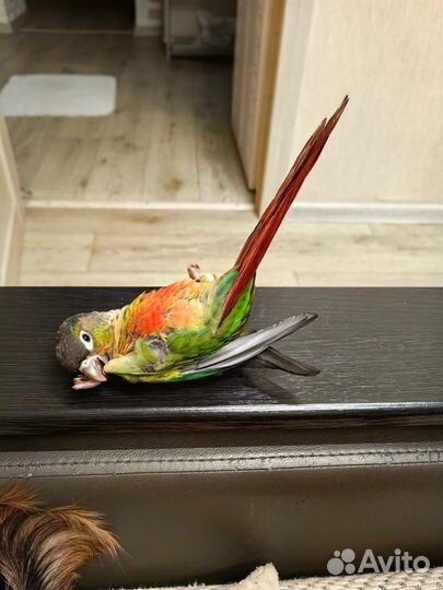 Попугай Пиррура Молине