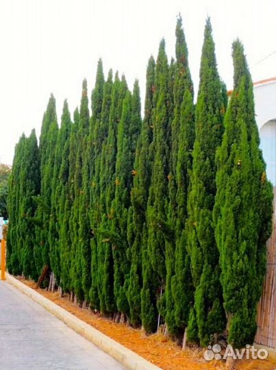 Предлагаю семена