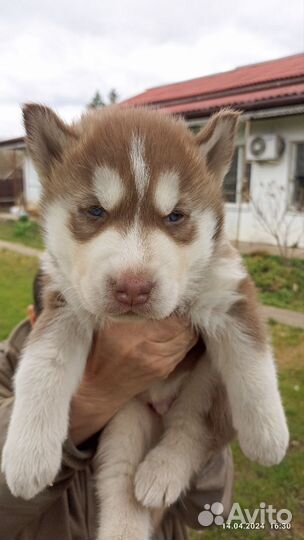 Щенки хаски