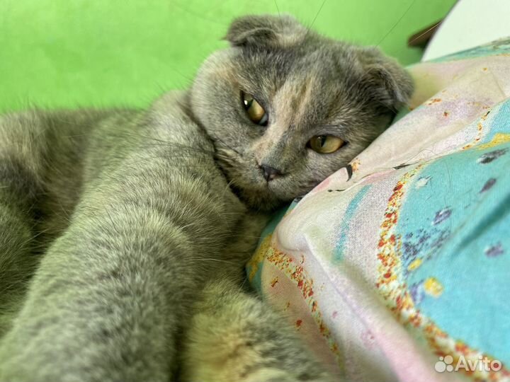 Шотландская вислоухая вязка