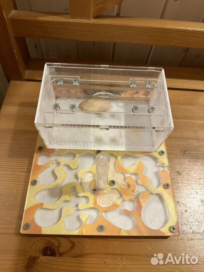 Муравьиная ферма без муравьев