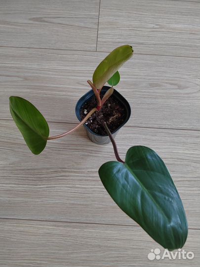 Филодендрон краснеющий