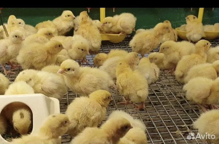 Перепела суточные белый техас