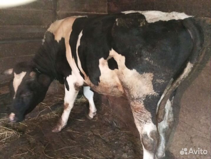 Быки на мясо