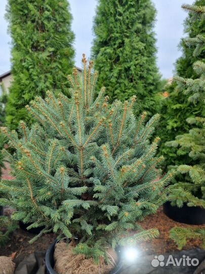 Ель Глаука пышная в наличии