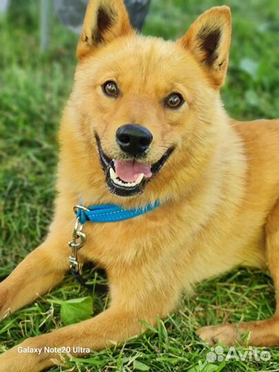 Вязка Финский Шпиц