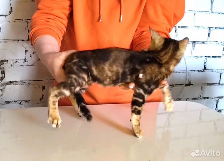 Бенгальский котик 3,5 мес